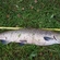 Atlantic salmon