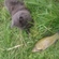 Tench