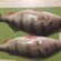 Eurasian perch