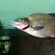 Carp bream