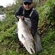 Atlantic salmon