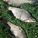 Carp bream