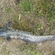 Wels catfish