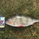 Eurasian perch
