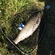 Grass carp