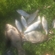 Prussian carp