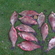 Carp bream