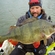 Eurasian perch