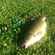 Grass carp