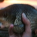 Prussian carp