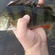 Eurasian perch