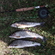 Grayling