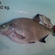 Carp bream