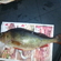 Eurasian perch