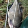 Carp bream