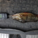 Eurasian perch