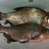 Carp bream