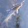 Barbel