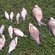 Carp bream