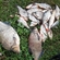 Carp bream