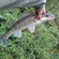 Pike perch