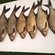Carp bream
