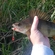 Eurasian perch