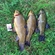 Tench