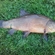Tench