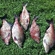 Carp bream
