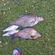 Carp bream