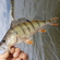 Eurasian perch
