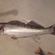 Pike perch