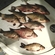 Carp bream