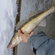 Pike perch