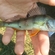 Eurasian perch