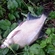 Carp bream