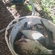 Carp bream