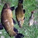Tench