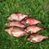 Carp bream
