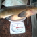 Tench