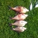 Carp bream