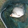 Prussian carp