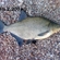 Carp bream