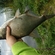 Carp bream