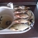Carp bream