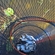 Carp bream