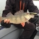 Eurasian perch