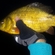 Crucian carp