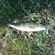 Eurasian perch